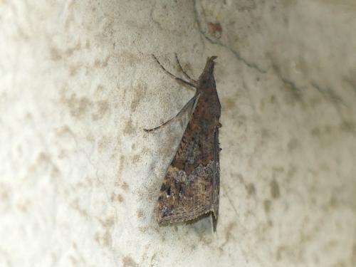 Hypena obsitalis